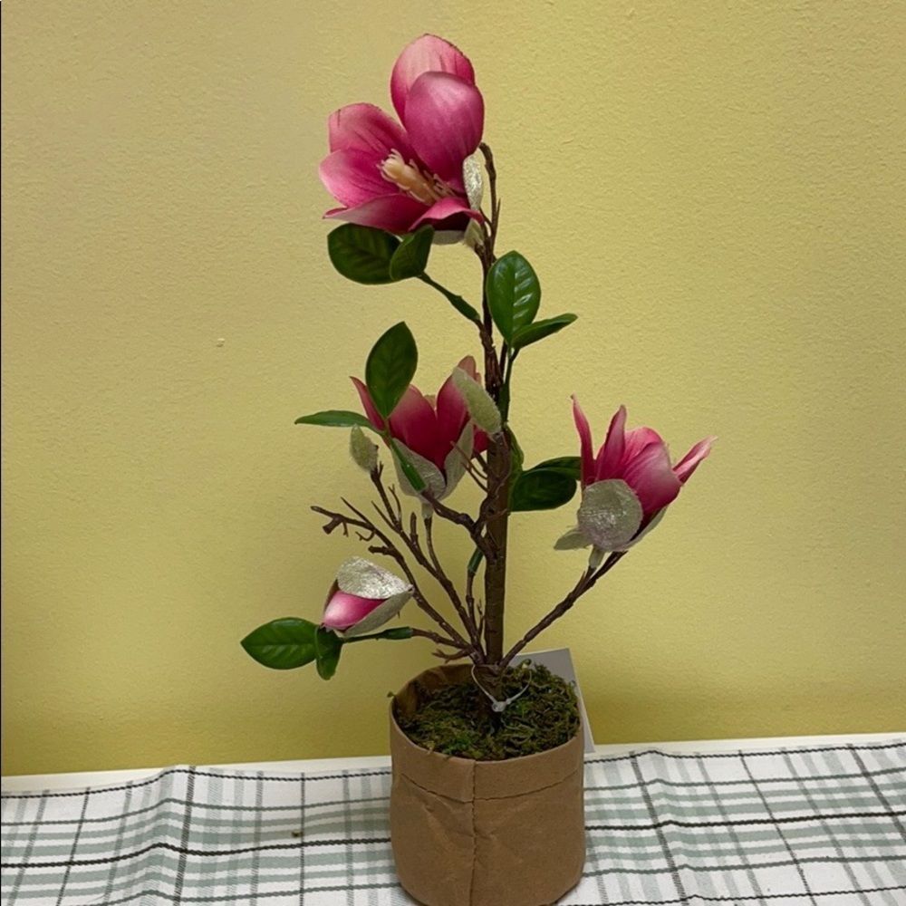Target “ pink Magnolia “ mini tree